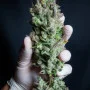 Cannabis seeds Wedding GLUE Auto from Fast Buds