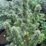 Насіння конопель Original AUTO CHEMDAWG від Fast Buds