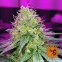 Cannabis seeds CBD CRITICAL CURE from Barney's Farm