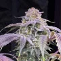 Насіння конопель LEMON MANDARIN ™ від Fast Buds