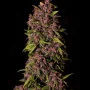 Cannabis seeds CRYSTAL METH Auto from Fast Buds