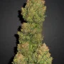 Семена конопли Z Auto (Zkittlez Auto) от Fast Buds