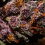 Cannabis seeds CRYSTAL METH Auto from Fast Buds