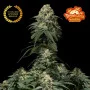 Насіння конопель TROPICANA Cookies FF від Fast Buds