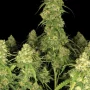 Cannabis seeds SOUR JEALOUSY Auto™ from Fast Buds