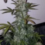 Насіння конопель GIRL SCOUT COOKIES Auto від Fast Buds