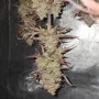 Насіння конопель FROSTBANGER Auto™ від Fast Buds