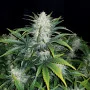 Семена конопли RHINO RYDER Auto от Fast Buds