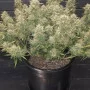 Насіння конопель GREEN CRACK Auto від Fast Buds