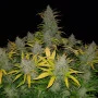 Семена конопли RHINO RYDER Auto от Fast Buds
