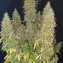 Насіння конопель Original AUTO SKUNK від Fast Buds