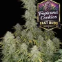 Cannabis seeds TROPICANA Cookies Auto from Fast Buds