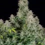 Насіння конопель FORBIDDEN RUNTZ Auto від Fast Buds