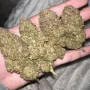 Cannabis seeds SOUR JEALOUSY Auto™ from Fast Buds