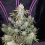Насіння конопель GIRL SCOUT COOKIES Auto від Fast Buds