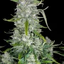 Cannabis seeds PAPAYA COOKIES Auto™ from Fast Buds
