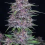 Насіння конопель BANANA PURPLE PUNCH Auto від Fast Buds