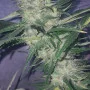 Сорт семян каннабиса BCN Diesel CBD от Kannabia Seeds