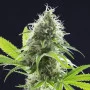Сорт семян каннабиса Kama Kush CBD от Kannabia Seeds