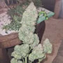 Cannabis seeds PAPAYA COOKIES Auto™ from Fast Buds