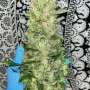 Семена конопли Z Auto (Zkittlez Auto) от Fast Buds
