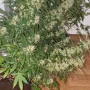 Семена конопли Original AFGHAN KUSH Auto от Fast Buds