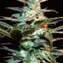 Cannabis seeds ICE COOL® from Sweet Seeds