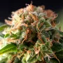 Семена конопли FRESH CANDY feminised oт Pyramid Seeds
