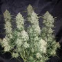Насіння конопель GORILLA Auto (GORILLA GLUE Auto) від Fast Buds