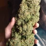 Насіння конопель KOSHER CAKE Auto від Fast Buds