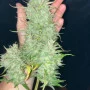 Cannabis seeds PAPAYA COOKIES Auto™ from Fast Buds