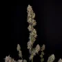 Семена конопли Original AUTO BUBBLEGUM от Fast Buds