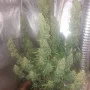 Насіння конопель Original AMNESIA HAZE Auto від Fast Buds