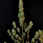 Cannabis seeds Original JACK HERER Auto from Fast Buds