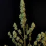 Семена конопли Original AUTO JACK HERER от Fast Buds