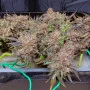 Семена конопли Original AUTO JACK HERER от Fast Buds