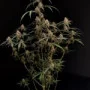 Семена конопли Original AUTO AK от Fast Buds