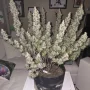 Семена конопли Original AUTO BLUEBERRY от Fast Buds