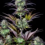 Семена конопли Original AUTO BLUEBERRY от Fast Buds