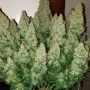 Семена конопли Wedding CHEESECAKE Auto от Fast Buds