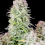 Семена конопли Original AFGHAN KUSH Auto от Fast Buds