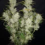 Семена конопли Original AUTO SOUR DIESEL от Fast Buds