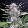 Насіння конопель BANANA PURPLE PUNCH Auto від Fast Buds