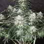 Насіння конопель STARDAWG Auto від Fast Buds