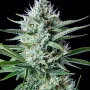 Cannabis seeds Original AUTO WHITE WIDOW from Fast Buds