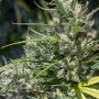 Насіння конопель Auto KRYPTONITE від Pyramid Seeds
