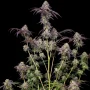 Насіння конопель BISCOTTI GELATO™ від Fast Buds