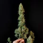 Cannabis seeds Original JACK HERER Auto from Fast Buds
