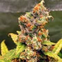 Сорт насіння канабісу Auto Jamaica