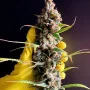 Сорт насіння канабісу Auto Jamaica